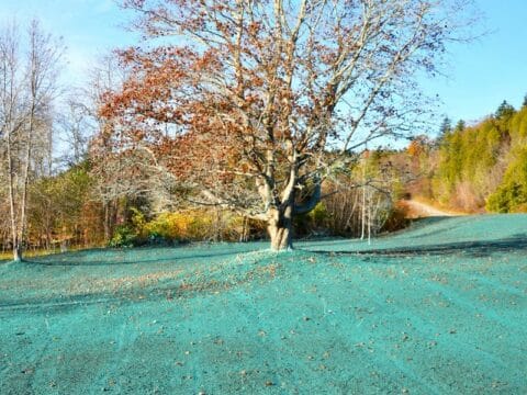 How to Care for Lawn After Hydroseeding: Top 5 Vital Tips