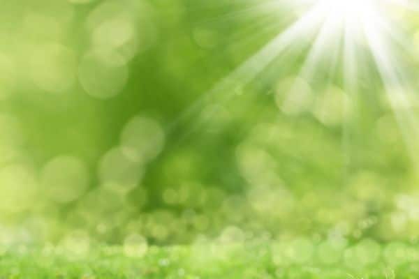 Keep It Green: Essential Care Tips for Hydroseeded Lawns