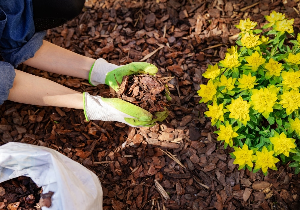 Mulch Installation Services: The Secret to a Beautiful Landscape