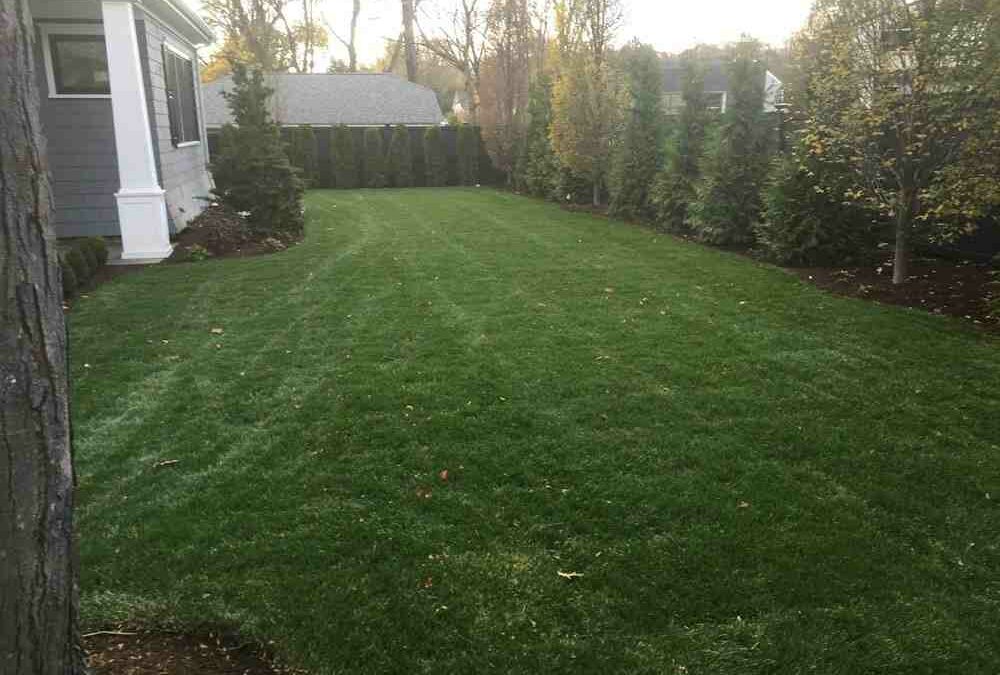 5 Common Questions About Lawn Installation Services Answered