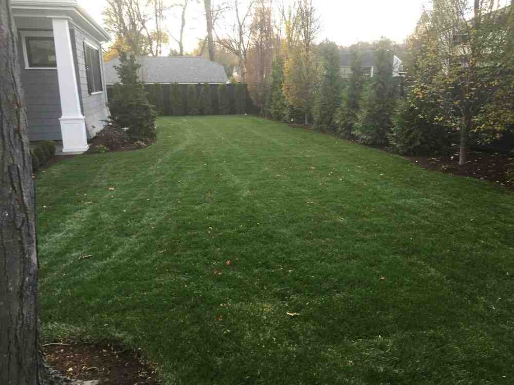 5 Common Questions About Lawn Installation Services Answered