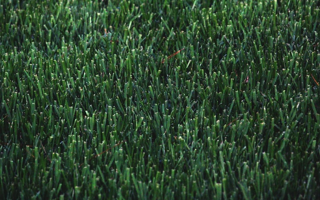 Discover the Best Turf Landscapers Near You