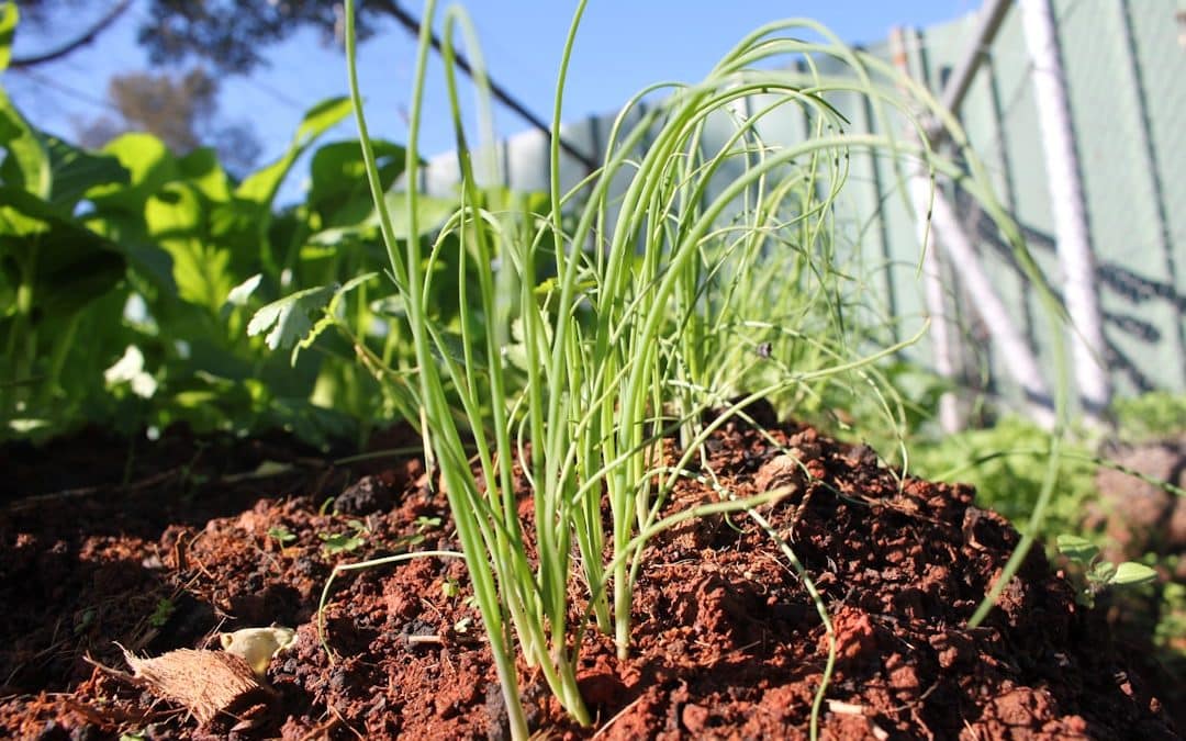 Grass Seed Planting: When’s the Best Time to Sow?