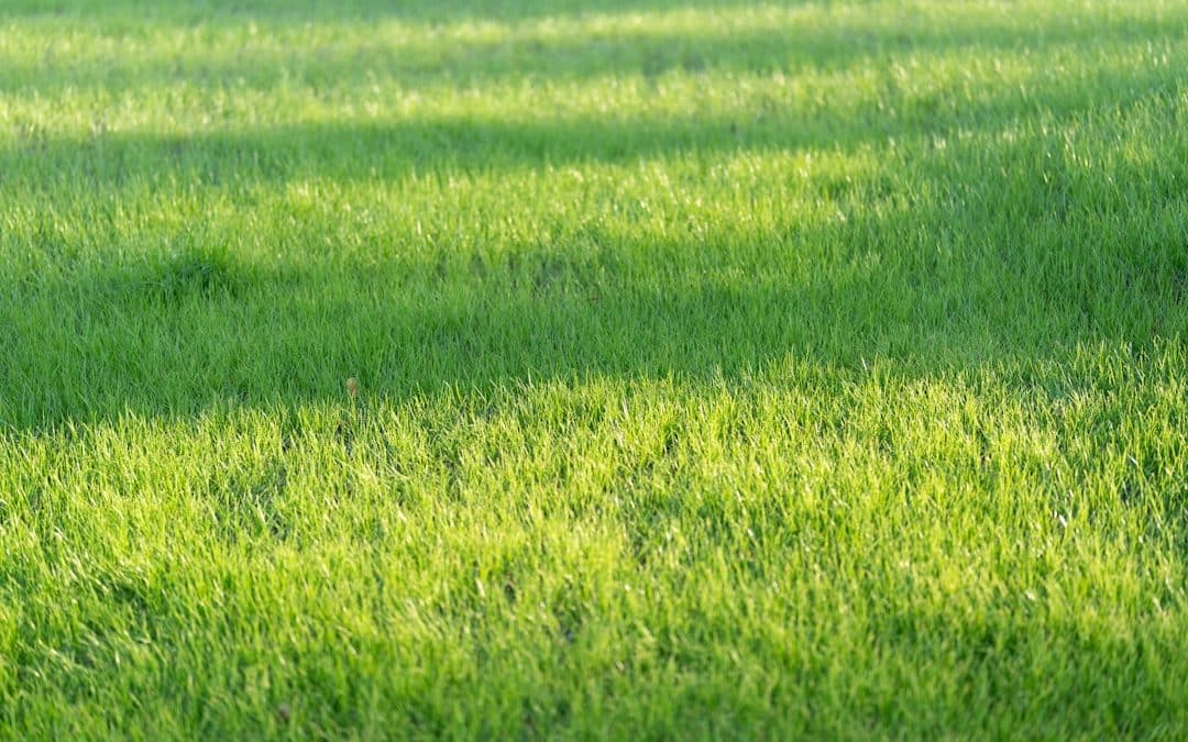 Sod and Sensibility: Choosing the Right Company to Lay Your Sod