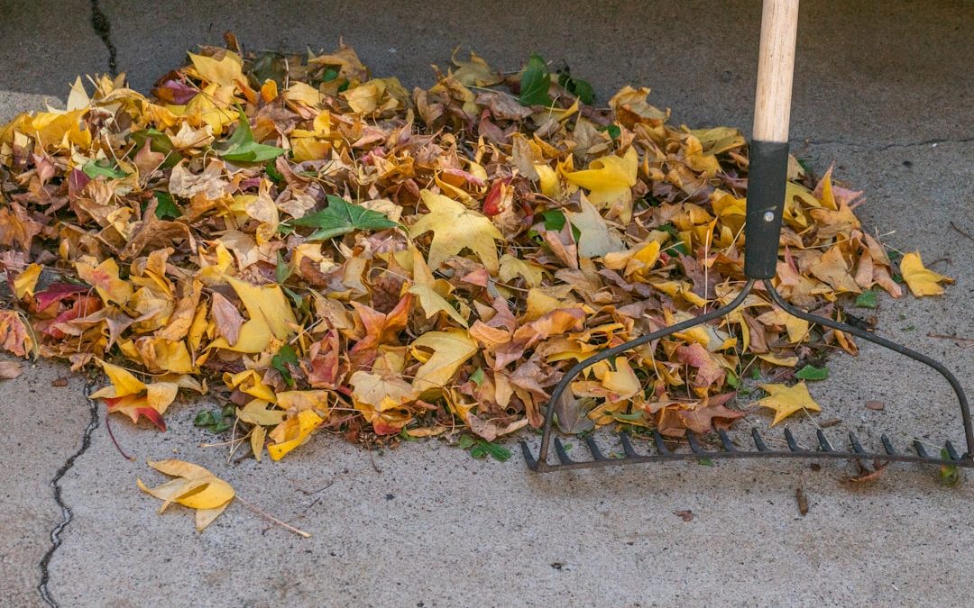 Autumn Alert! Understanding Fall Cleanup Services