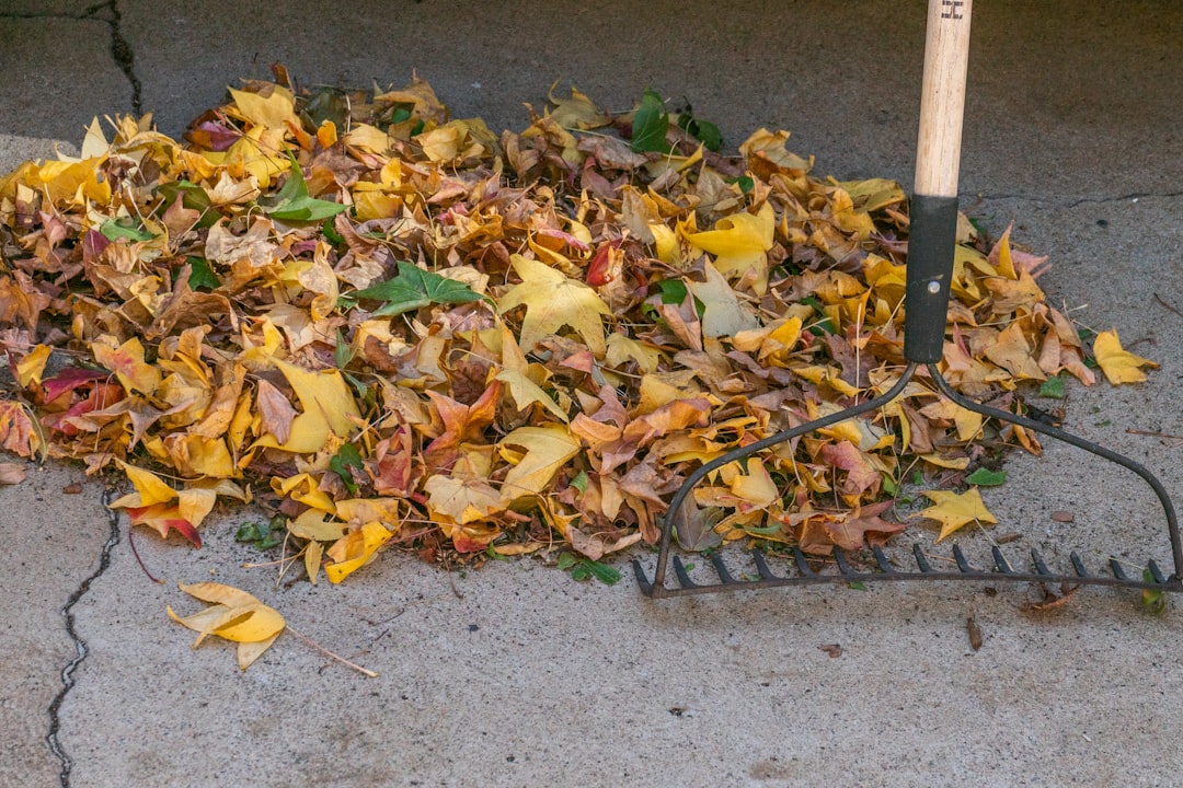 Autumn Alert! Understanding Fall Cleanup Services