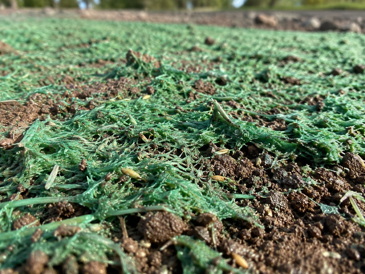 Hydroseeding slurry being sprayed onto prepared soil in Massachusetts